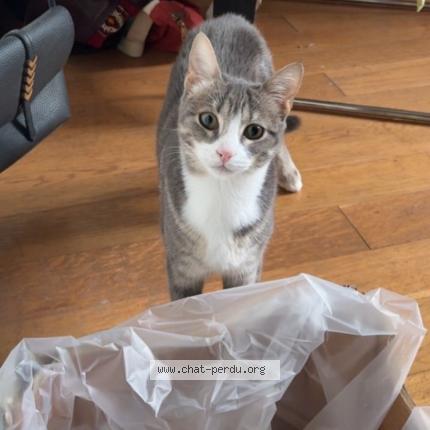 Foto 1/1 Lucie Chat perdido en Boulogne billancourt