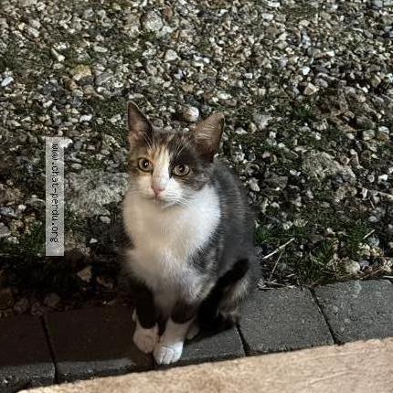 Foto 1/1 Gato encontrado Encontrado en Nanteuil les meaux