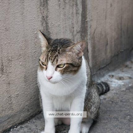 Foto 1/1 Gato encontrado Encontrado en Angres