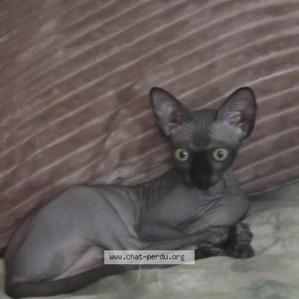 Foto 1/1 Kyara Chat perdido en Sherbrooke