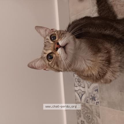 Foto 1/1 Gato encontrado Encontrado en Marseille