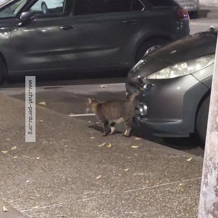 Foto 1/1 Gato encontrado Encontrado en Toulouse
