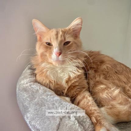 Foto 1/1 Waffles Chat perdido en Asheboro