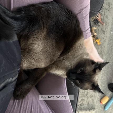 Foto 1/1 Baby Chat perdido en 84660