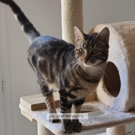 Foto 1/1 hervé Chat perdido en Epernay