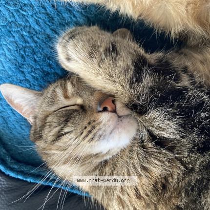 Foto 2/3 Eileen Chat perdido en Fenetrange