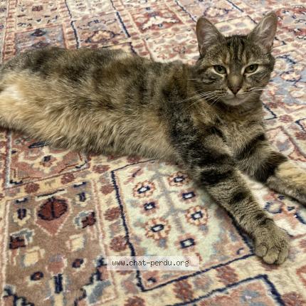 Foto 3/3 Eileen Chat perdido en Fenetrange