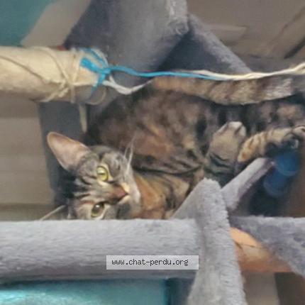 Foto 1/1 Frisquette Chat perdido en Eysines