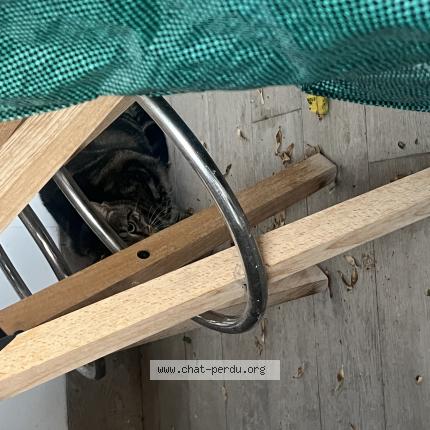 Foto 1/1 Gato encontrado Encontrado en Marseille