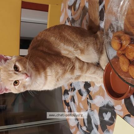 Foto 1/1 Chou Chat perdido en Combrand