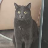 Foto del gato perdido en La Bernerie En Retz