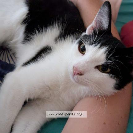 Foto 1/1 Ortie Chat perdido en Villeurbanne