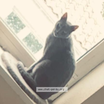 Foto 1/1 Altaïr Chat perdido en Beauvais sur matha