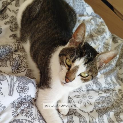 Foto 1/1 Polochon Chat perdido en Liege