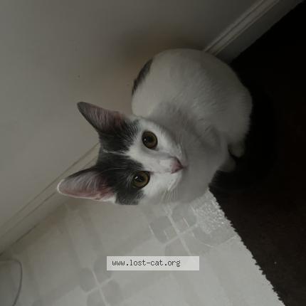 Foto 1/1 Willow Chat perdido en Murfreesboro