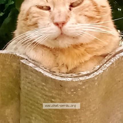 Foto 1/1 Roudoudou Chat perdido en Fontenay le comte