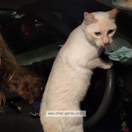 Foto 1/1 Simba Chat perdido en Mondonville