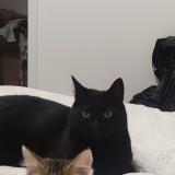 Foto del gato perdido en L Hopital Du Grosbois