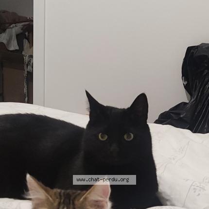 Foto 1/1 Salem Chat perdido en L hopital du grosbois