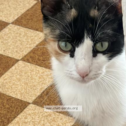 Foto 1/2 Rose Chat perdido en Marseille