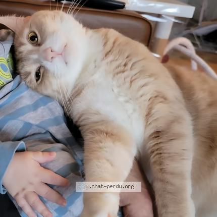 Foto 1/1 Roméo Chat perdido en Brownsburg chatham