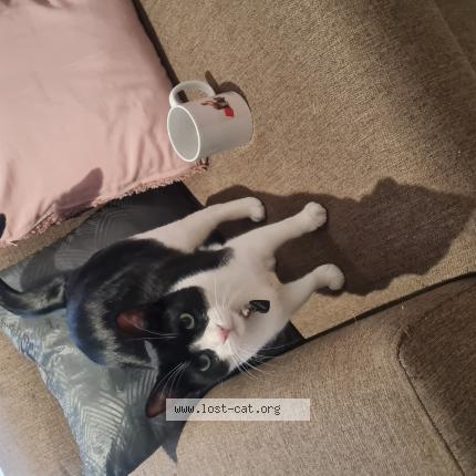 Foto 1/1 Jerry Chat perdido en Northcliff randburg gp