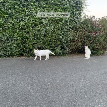 Foto 1/3 Gato encontrado Encontrado en La tessoualle