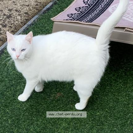 Foto 2/3 Gato encontrado Encontrado en La tessoualle