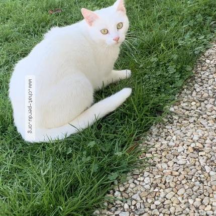 Foto 3/3 Gato encontrado Encontrado en La tessoualle