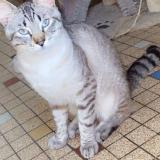 Foto del gato perdido en Cosne Sur Loire