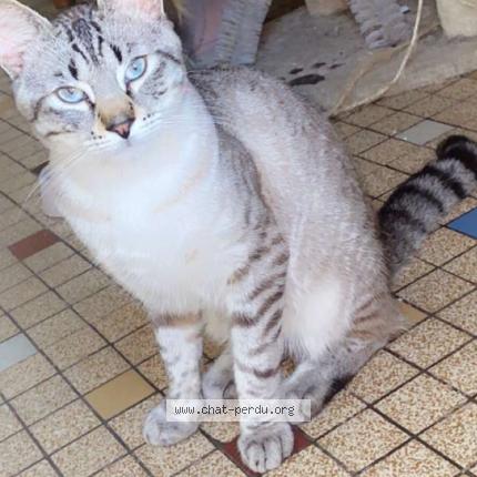 Foto 1/1 Joy Chat perdido en Cosne sur loire