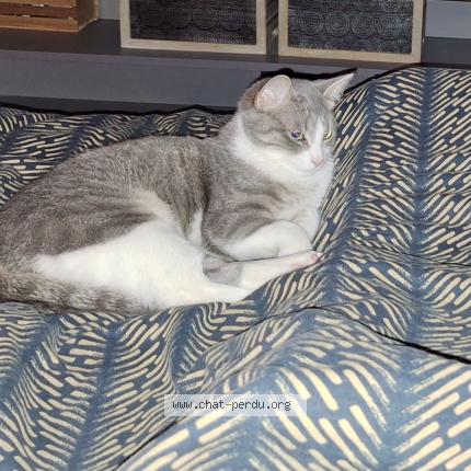 Foto 2/2 Dora Chat perdido en Blois