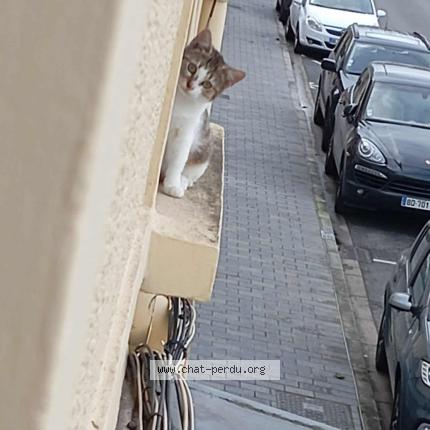 Foto 1/1 Tigresse Chat perdido en Lievin