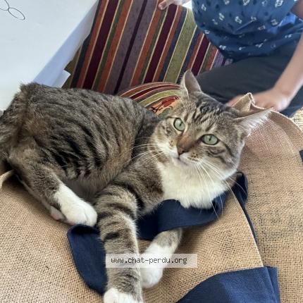 Foto 1/1 Simba Chat perdido en Vienne