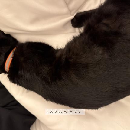 Foto 1/1 Gato encontrado Encontrado en Suresnes