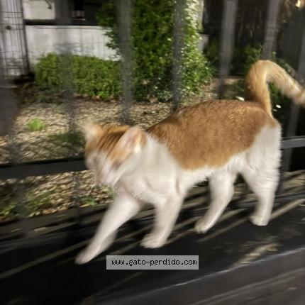 Foto 1/1 Gato encontrado Encontrado en Ciudad de buenos aires palermo