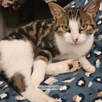 Foto 1/1 Bichette Chat perdido en Le havre