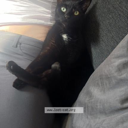 Foto 1/1 Timon Chat perdido en Lawerence town