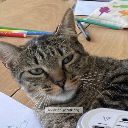 Foto 1/1 Achille Chat perdido en Ceret