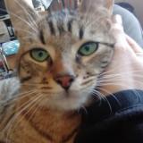 Foto del gato perdido en Besancon