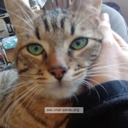 Foto 1/1 Mallaw Chat perdido en Besancon