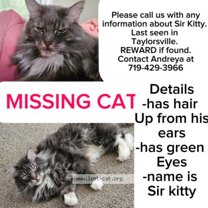 Foto 1/1 Sir kitty Chat perdido en Midvale