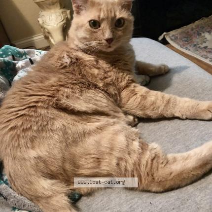 Foto 1/1 Tuffy Central Chat perdido en Las vegas