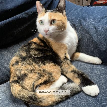 Foto 1/1 Cooky Chat perdido en Charrot