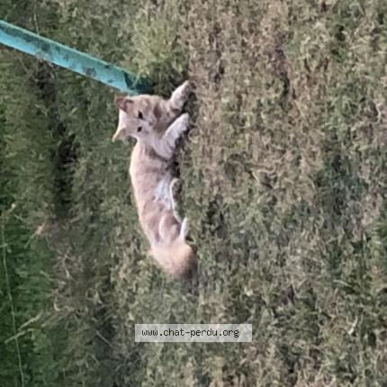 Foto 1/1 Rox Chat perdido en Cartelegue