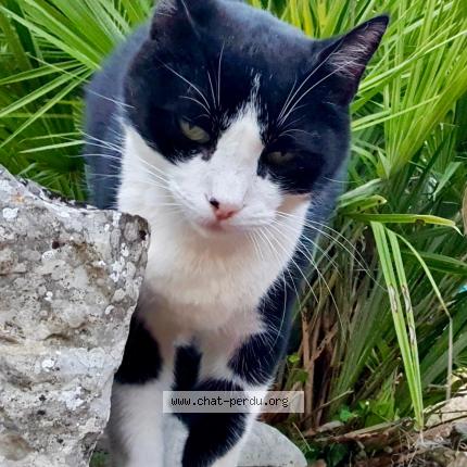 Foto 1/1 Milky Chat perdido en Carces