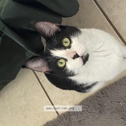 Foto 1/1 cookie Chat perdido en Kissimmee florida