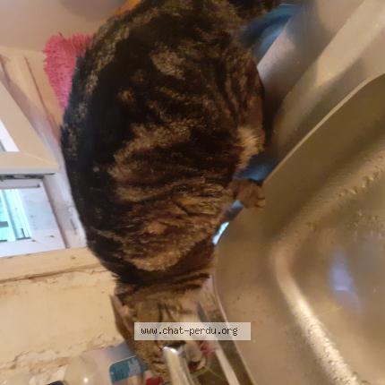 Foto 1/2 Gato encontrado Perdido en La plaine saint denis