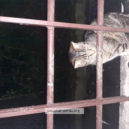 Foto 2/2 Gato encontrado Perdido en La plaine saint denis