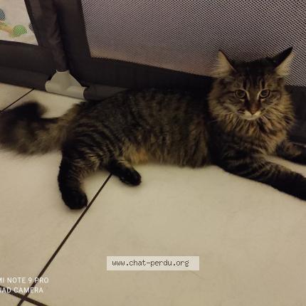 Foto 1/1 Nala Chat perdido en Saint jean de blaignac